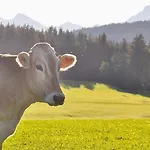 Appartamento Bergblick M Zusaetzl Doppelzimmer, Hof Alpenseeblick, Nesselwangattleseeallgaeu *